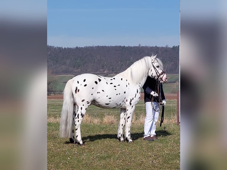 Knabstrupper Stallone Leopard in Naila