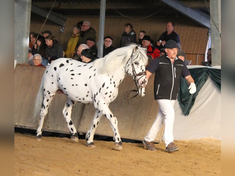 Knabstrupper Stallone Leopard in Naila
