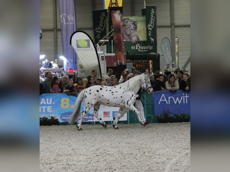 Knabstrupper Stallone Leopard in Naila