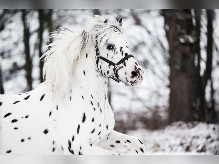 Knabstrupper Stallone Leopard in Naila