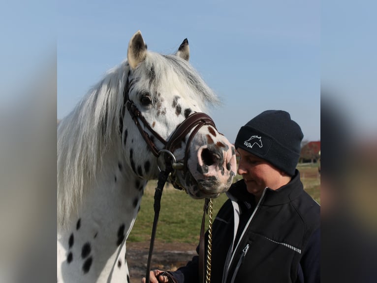 Knabstrupper Stallone Leopard in Naila