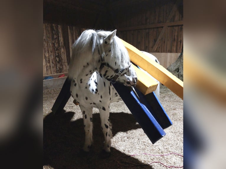 Knabstrupper Stallone Leopard in Naila