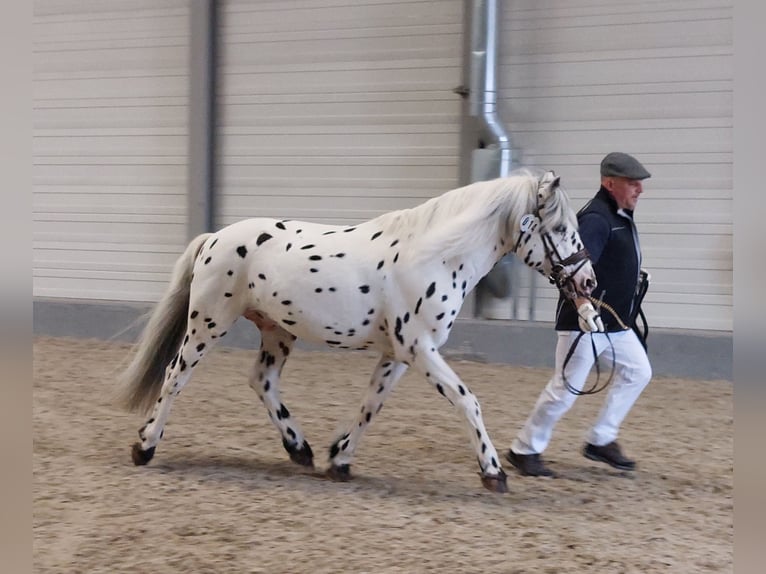 Knabstrupper Stallone Leopard in Naila