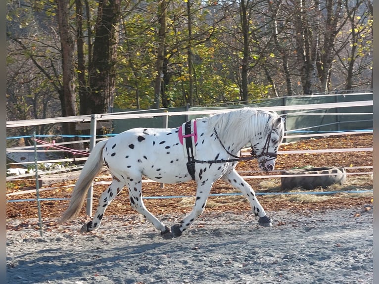 Knabstrupper Stallone Leopard in Naila