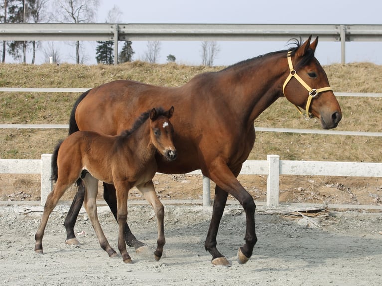 Knabstrupper Stallone  155 cm Baio in Naila