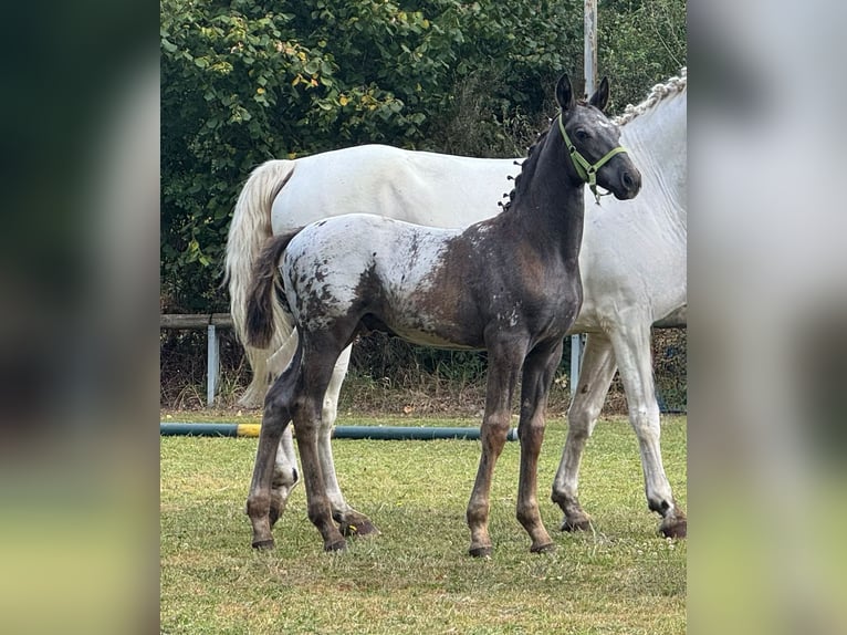 Knabstrupper Stallone Puledri (05/2025) 158 cm Leopard in Wardenburg