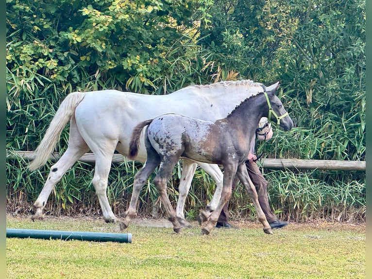 Knabstrupper Stallone Puledri (05/2025) 158 cm Leopard in Wardenburg