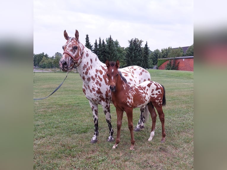 Knabstrupper Stallone Puledri
 (06/2024) 160 cm in Naila