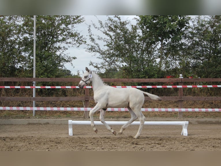 Knabstrupper Stallone Puledri (05/2026) 165 cm  in Oeversee