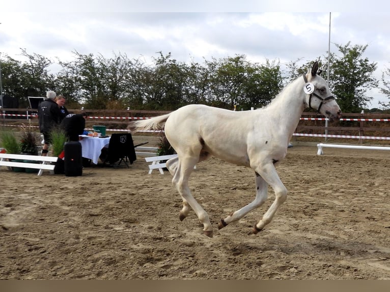 Knabstrupper Stallone Puledri (05/2026) 165 cm  in Oeversee