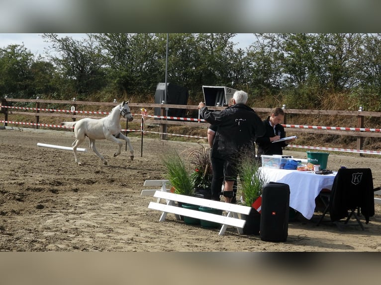 Knabstrupper Stallone Puledri (05/2026) 165 cm  in Oeversee