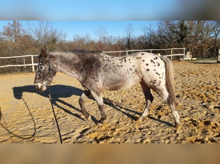 Knabstrupper Blandning Sto 10 år 145 cm Leopard-Piebald in Durfort Lacapelette