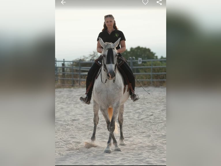 Knabstrupper Blandning Sto 13 år 157 cm Grå in Battenberg