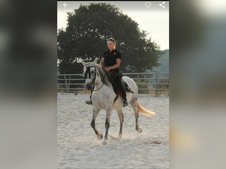 Knabstrupper Blandning Sto 13 år 157 cm Grå in Battenberg