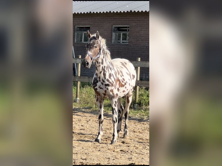 Knabstrupper Blandning Sto 3 år 150 cm Leopard-Piebald in Lobith