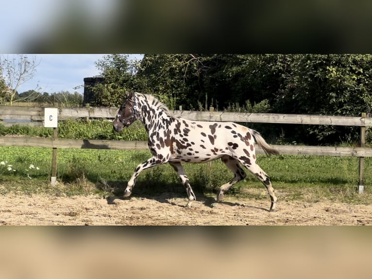 Knabstrupper Blandning Sto 3 år 150 cm Leopard-Piebald in Lobith