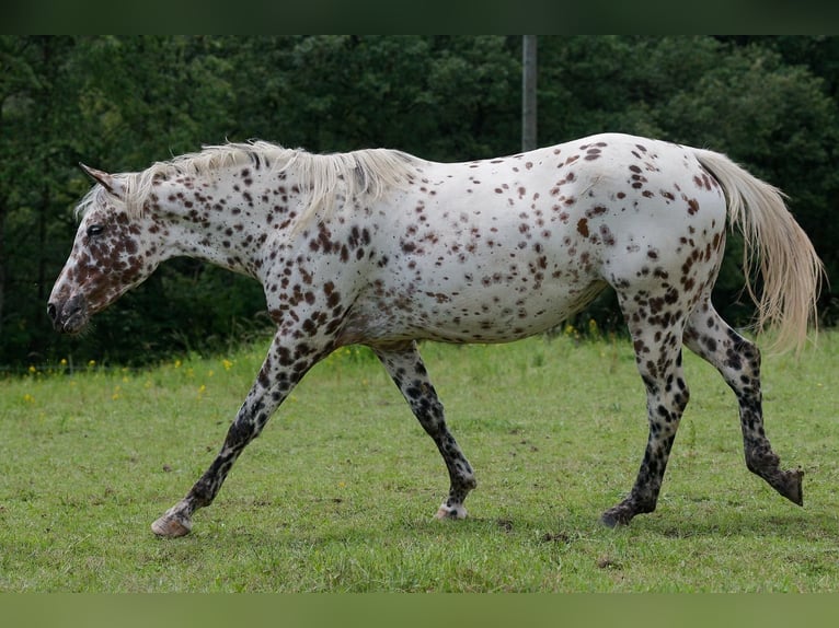 Knabstrupper Sto 3 år 163 cm Leopard-Piebald in Winden