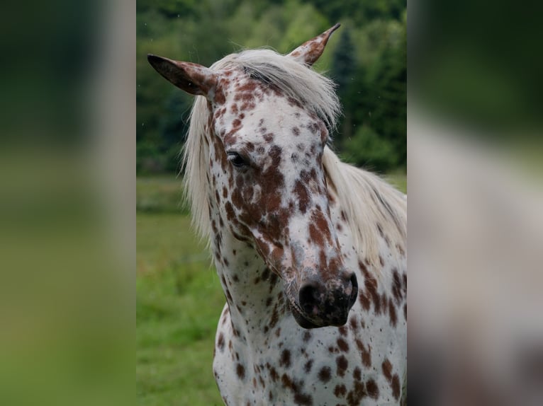 Knabstrupper Sto 3 år 163 cm Leopard-Piebald in Winden