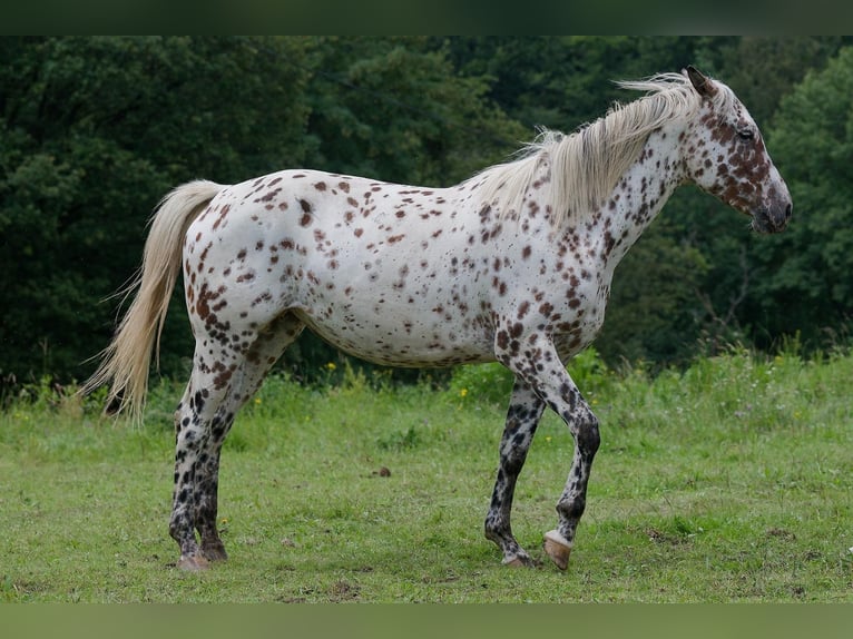 Knabstrupper Sto 3 år 163 cm Leopard-Piebald in Winden