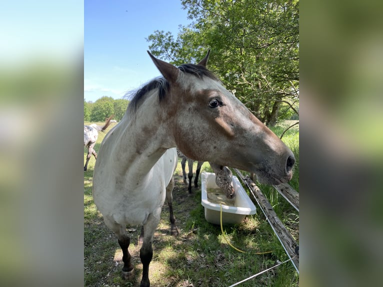 Knabstrupper Sto 4 år 160 cm Leopard-Piebald in Rickert