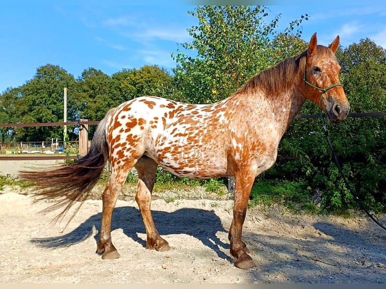 Knabstrupper Blandning Sto 8 år 155 cm Leopard-Piebald in Amersfoort