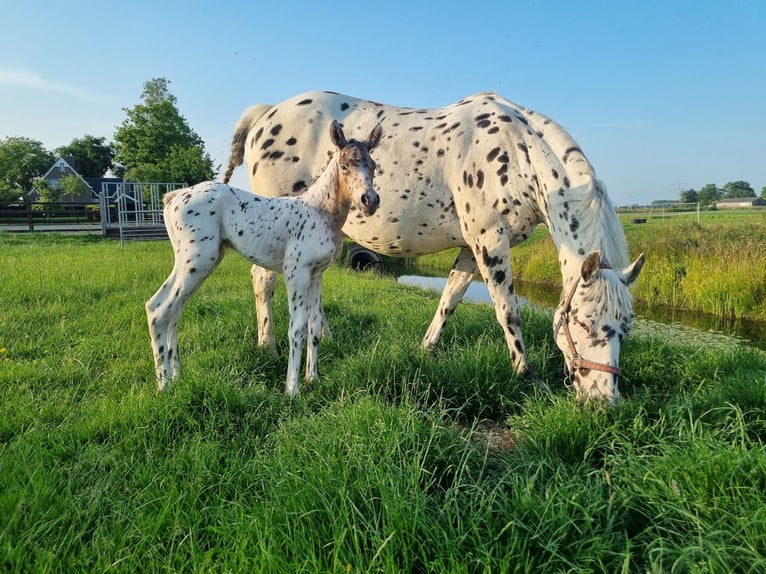 Knabstrupper Stute 10 Jahre 159 cm Tigerschecke in Oterleek
