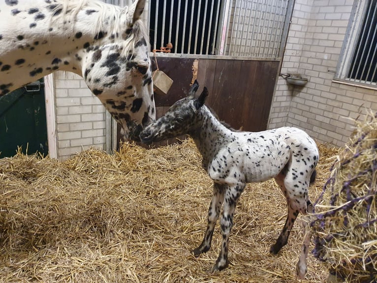Knabstrupper Stute 10 Jahre 159 cm Tigerschecke in Oterleek