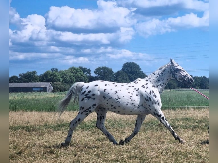 Knabstrupper Stute 10 Jahre 159 cm Tigerschecke in Oterleek