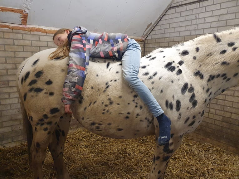Knabstrupper Stute 10 Jahre 159 cm Tigerschecke in Oterleek