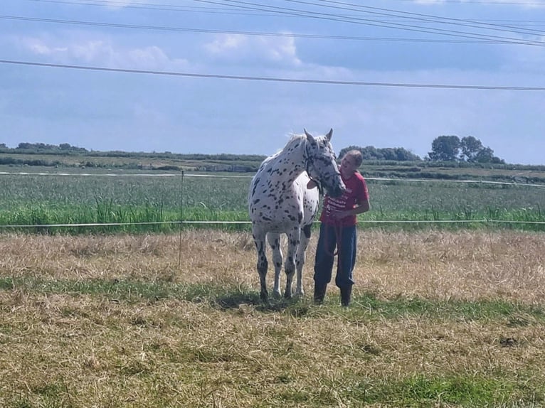 Knabstrupper Stute 10 Jahre 159 cm Tigerschecke in Oterleek