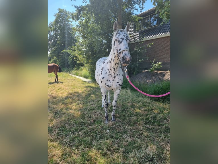 Knabstrupper Stute 10 Jahre 159 cm Tigerschecke in Oterleek
