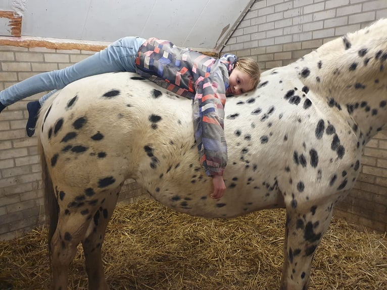 Knabstrupper Stute 10 Jahre 159 cm Tigerschecke in Oterleek