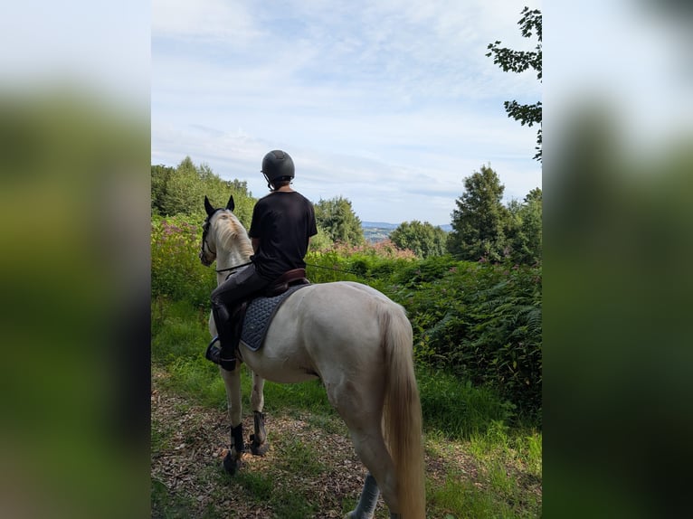 Knabstrupper Stute 12 Jahre 165 cm Tigerschecke in Meerbusch