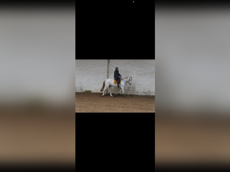 Knabstrupper Stute 12 Jahre 165 cm Tigerschecke in Meerbusch