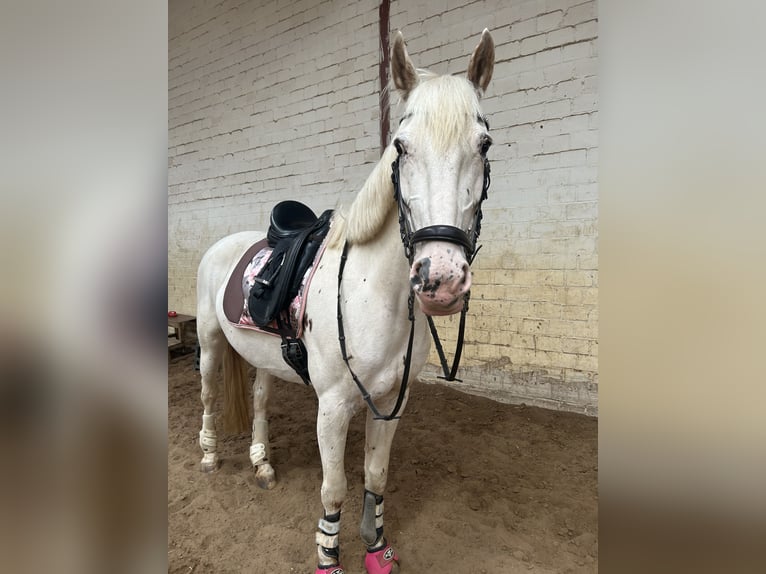 Knabstrupper Stute 12 Jahre 165 cm Tigerschecke in Meerbusch