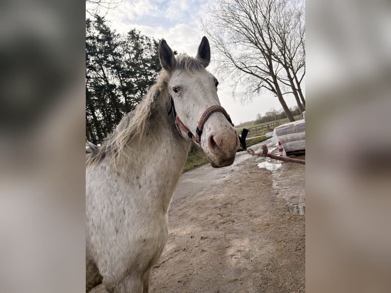 Knabstrupper Stute 13 Jahre 149 cm Tigerschecke in Rockanje