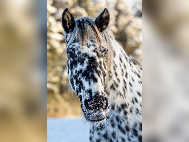 Knabstrupper Stute 14 Jahre 158 cm Tigerschecke in Fredensborg