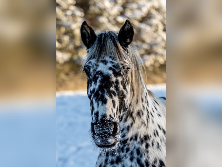 Knabstrupper Stute 14 Jahre 158 cm Tigerschecke in Fredensborg