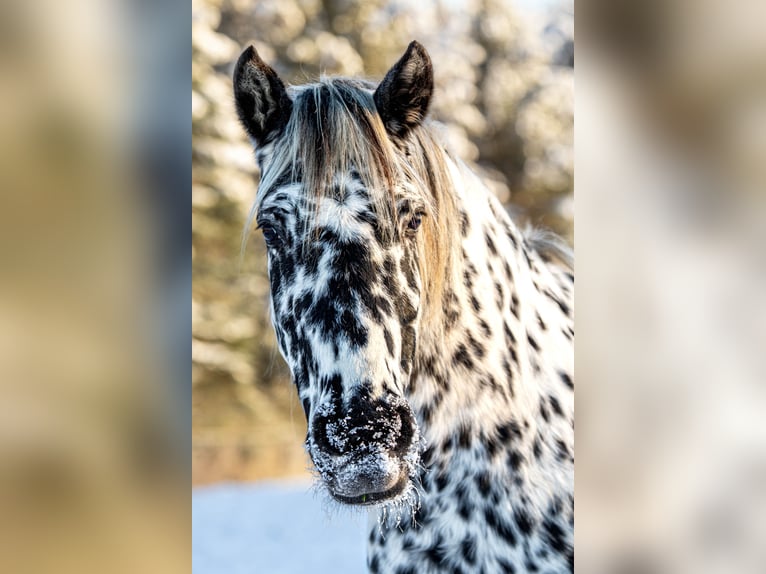 Knabstrupper Stute 14 Jahre 158 cm Tigerschecke in Fredensborg