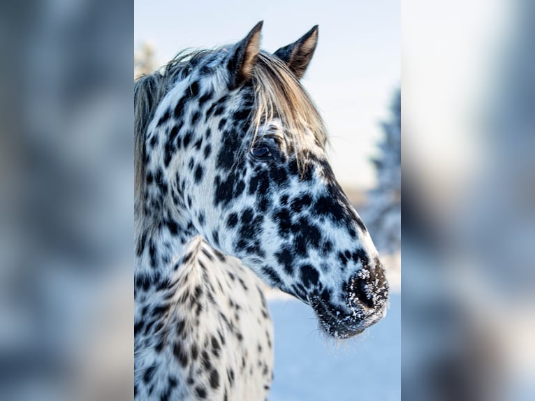 Knabstrupper Stute 14 Jahre 158 cm Tigerschecke in Fredensborg