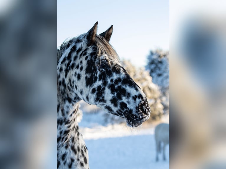 Knabstrupper Stute 14 Jahre 158 cm Tigerschecke in Fredensborg