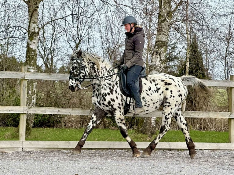Knabstrupper Stute 15 Jahre 159 cm Tigerschecke in Fredensborg