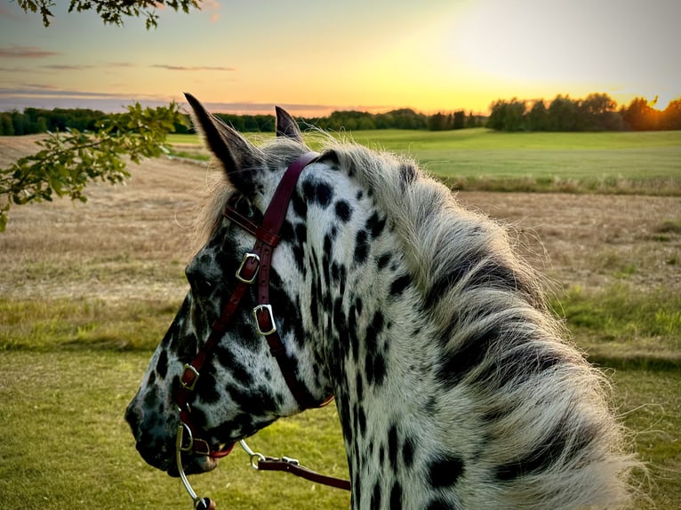 Knabstrupper Stute 15 Jahre 159 cm Tigerschecke in Fredensborg