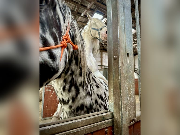Knabstrupper Stute 15 Jahre 159 cm Tigerschecke in Fredensborg