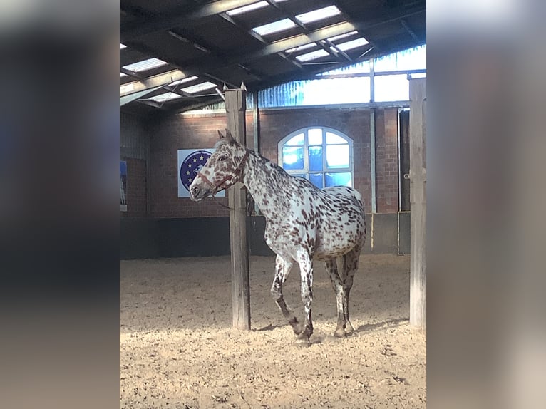 Knabstrupper Stute 16 Jahre 156 cm Tigerschecke in Werpeloh