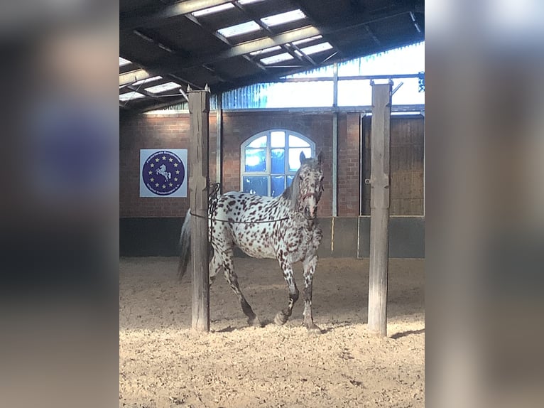 Knabstrupper Stute 16 Jahre 156 cm Tigerschecke in Werpeloh