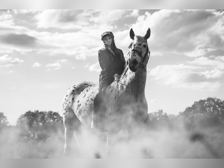 Knabstrupper Stute 17 Jahre 165 cm Tigerschecke in Berlin