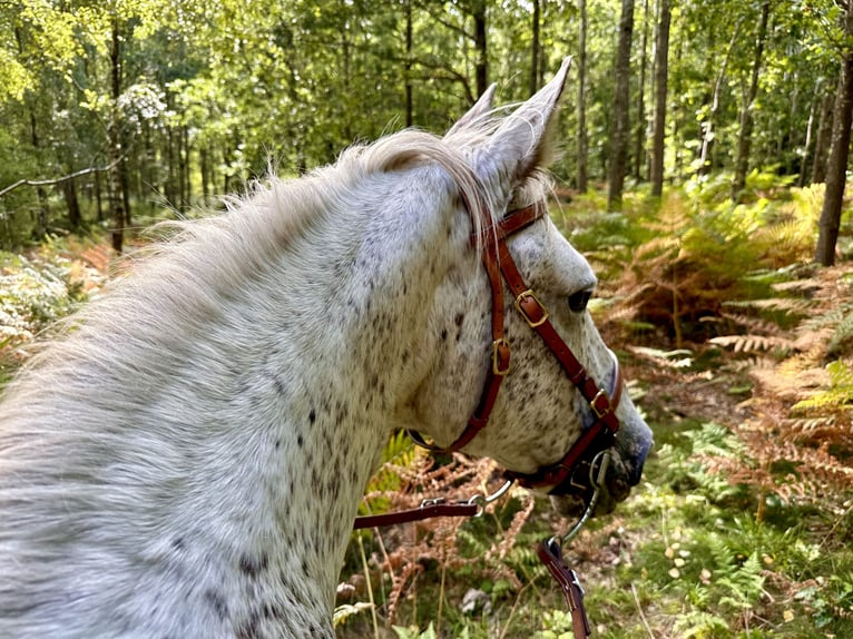 Knabstrupper Stute 18 Jahre 146 cm Tigerschecke in Fredensborg