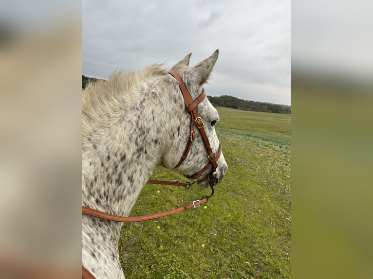 Knabstrupper Stute 18 Jahre 146 cm Tigerschecke in Fredensborg