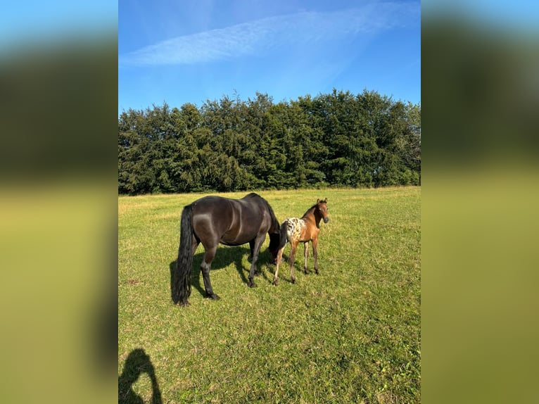 Knabstrupper Mix Stute 1 Jahr 136 cm Tigerschecke in Bornh&#xF6;ved